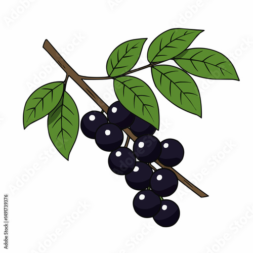 Branch of dark ripe fruits and lush green leaves on a brown branch, against white