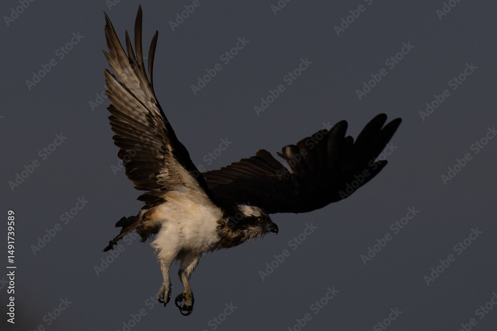 Obraz premium The beautiful flight characteristics of Osprey in Thailand.