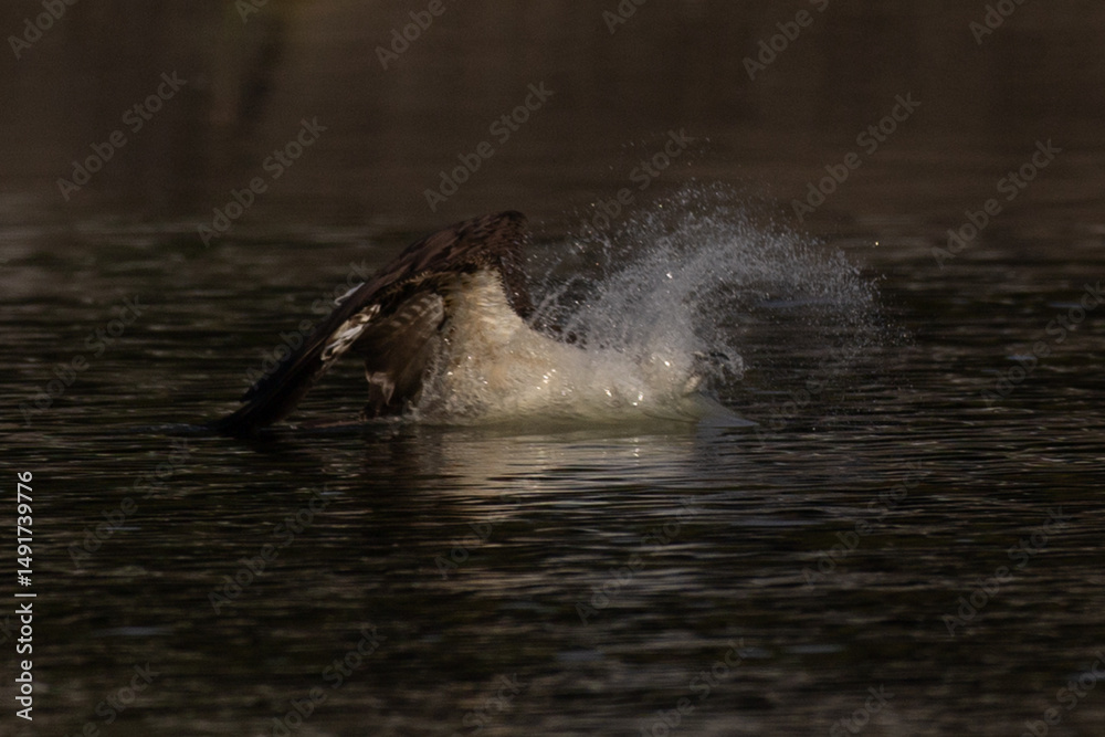 Fototapeta premium The beautiful flight characteristics of Osprey in Thailand.