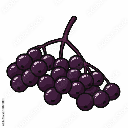 Cartoonish bunch of dark purple berries on branch, black outlines, white background