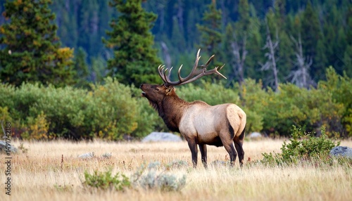 Bull elk bugling for mate in September.