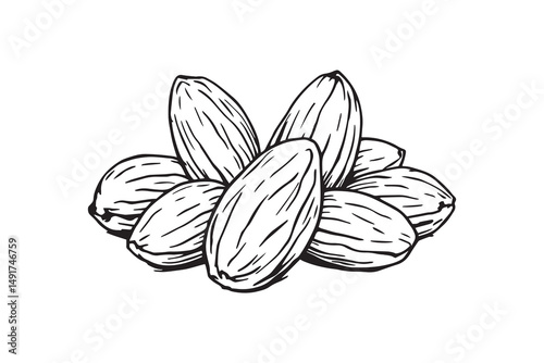 almond line art and black color
