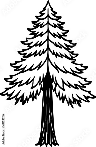 redwood tree outline vector and illustration, coloring book page