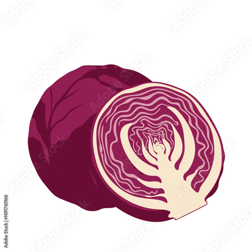 Red Cabbage Illustration