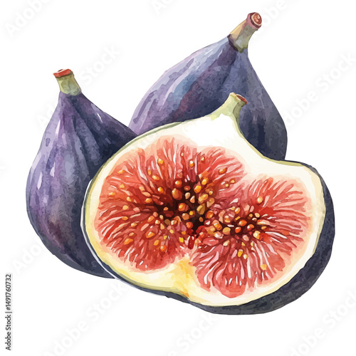 watercolor of Figs Cut Open To Show The Texture, vector high quality, isolated on a white background.