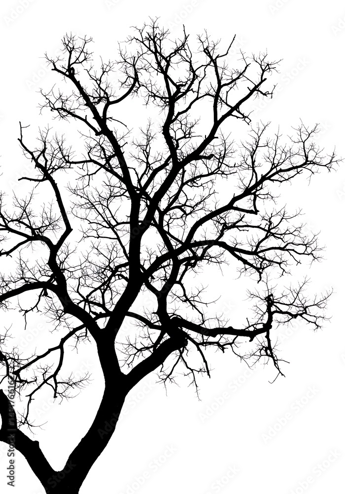 Obraz premium Winter's Embrace