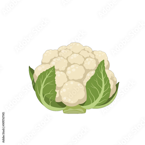 Creamy Cauliflower With Green Leaves Illustration