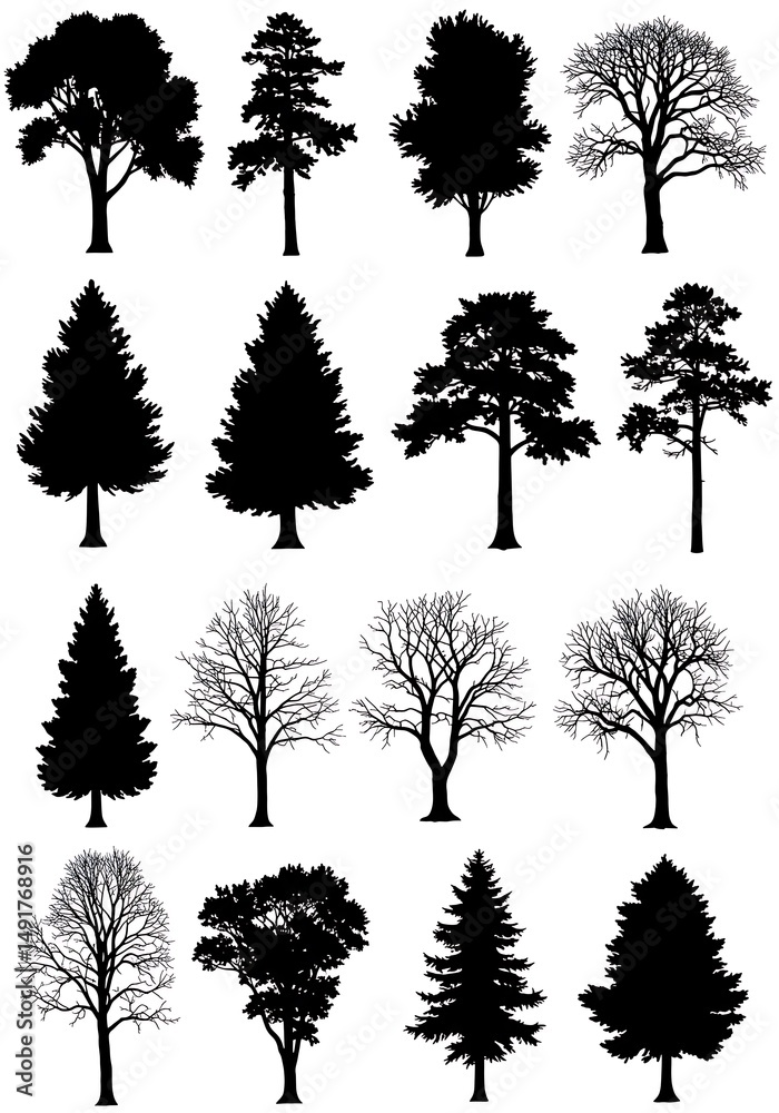 Fototapeta premium Silhouette Arboretum