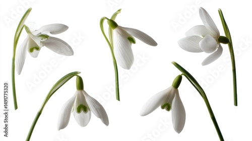 Wallpaper Mural Delicate spring snowdrops, isolated on white Torontodigital.ca