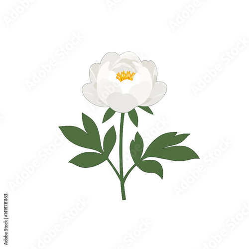 White Peony Flower Illustration