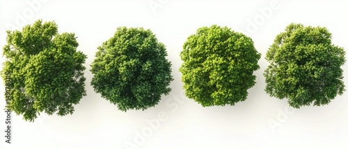 Top-down view of four different green trees with dense foliage arranged in a row on a white background