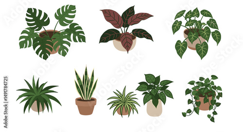 Indoor houseplants set illustration