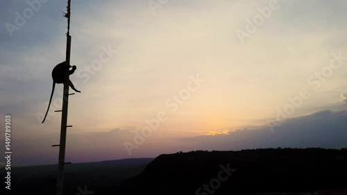 backlit shot of leaf monkey at pole with dramatic sunset sky at evening