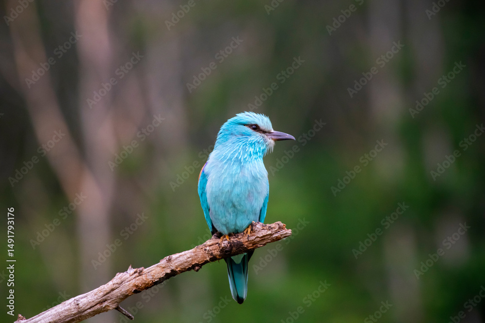 European roller (Coracias garrulus) bird. European roller (Coracias garrulus) bird.