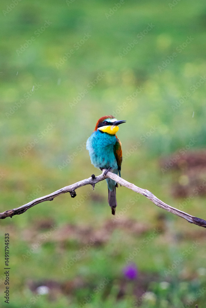 Obraz premium European bee eater, Merops apiaster. Common bee-eater. Close-up