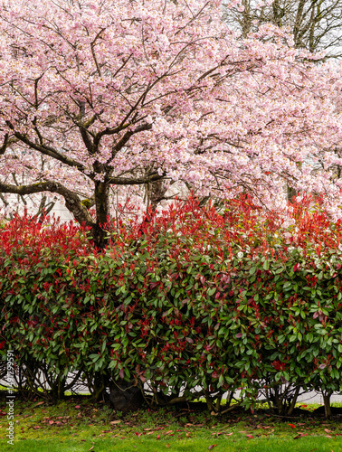 Japanese Pink Cherry Blossom tree. Beautiful large pink flowers opened on branches of profusely blooming