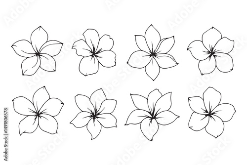 Pink Plumeria Blossoms line art and black color