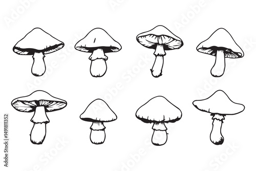 reishi mushroom line art and black color