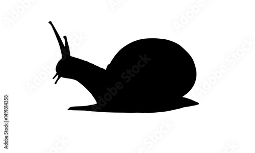 The silhouette snail icon features an elegant style with a sturdy shell.