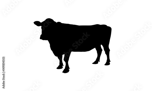 The black silhouette illustration of a bull appears sideways, highlighting the strong and elegant profile lines, depicting the strength, serenity and grace of the livestock.