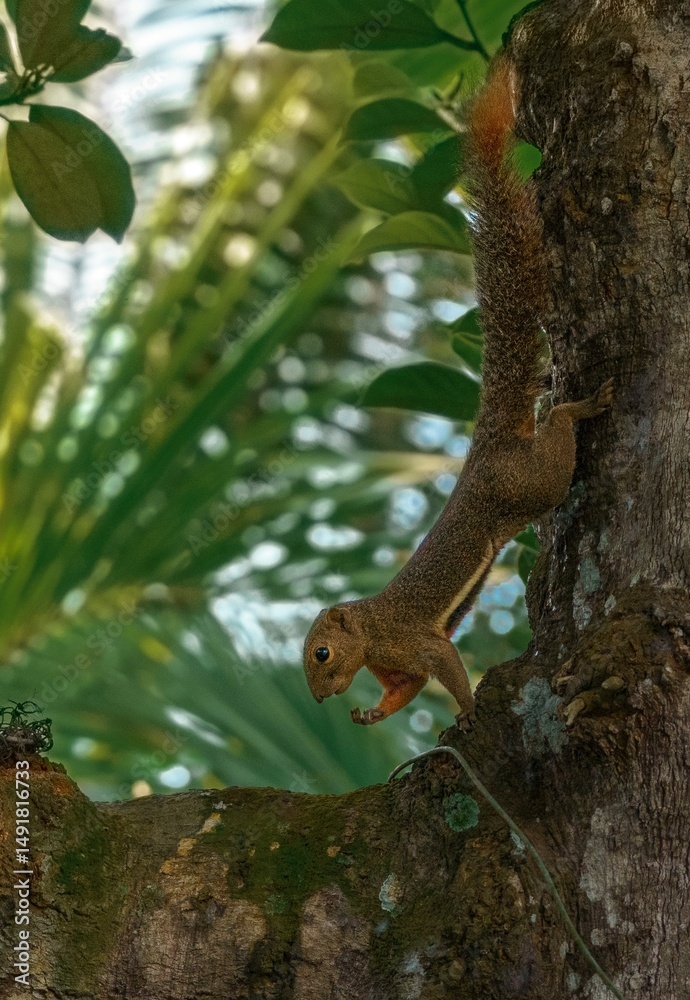 Fototapeta premium squirrel on tree