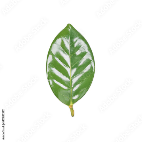 Vibrant green leaf isolated transparent background perfect for nature designs and eco friendly projects