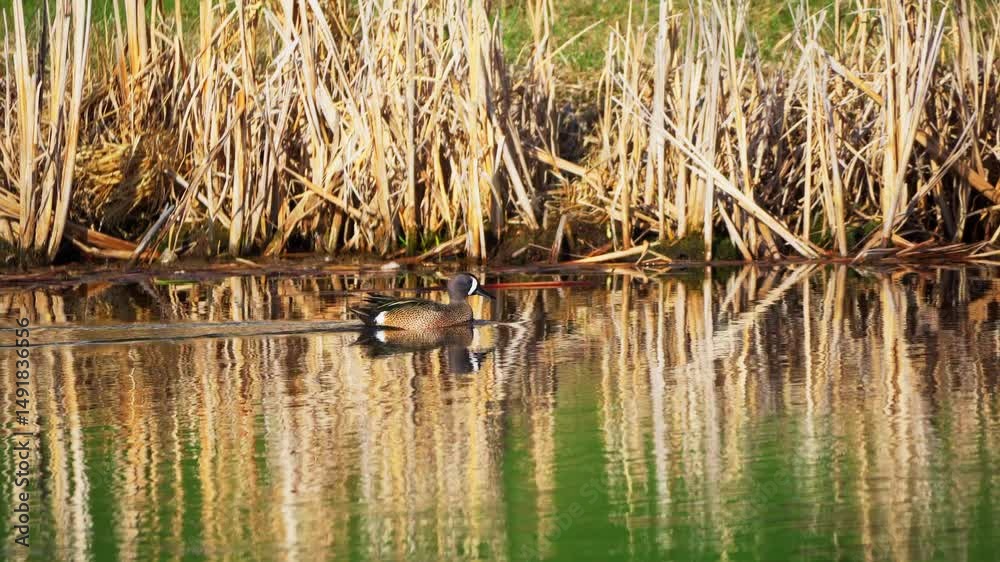 A pair of Blue-winged Teal ducks in a calm lake in Edmonton during early spring. The male's colorful plumage stands out against the subdued, leafless vegetation.
A pair of Blue-winged Teal ducks in a calm lake in Edmonton during early spring. The male's colorful plumage stands out against the subdued, leafless vegetation.