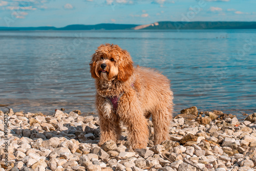 Fotografie A portrait of a charming charlie brown dog of breed Labradoodle or Cavapoo outdoor on the riverbank with a beautiful view