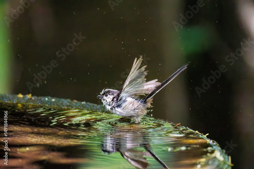 飛び回る可愛いエナガ（エナガ科）の群れ
水盤で水浴びをしている。

英名学名：long tailed tit (Aegithalos caudatus)
 photo
