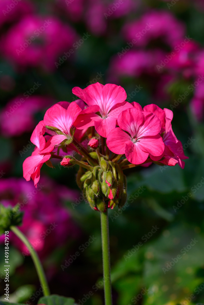 Fototapeta premium Close-up Pink Geranium flowers in the inflorescence on a green background.