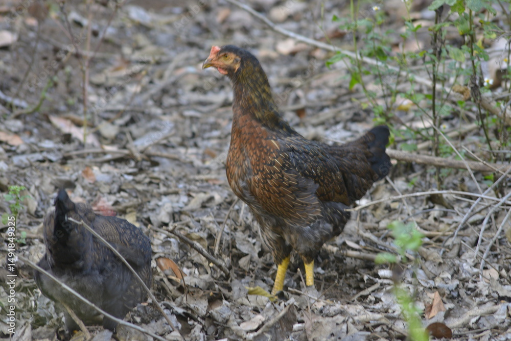 hen on the grass hen on the grass
