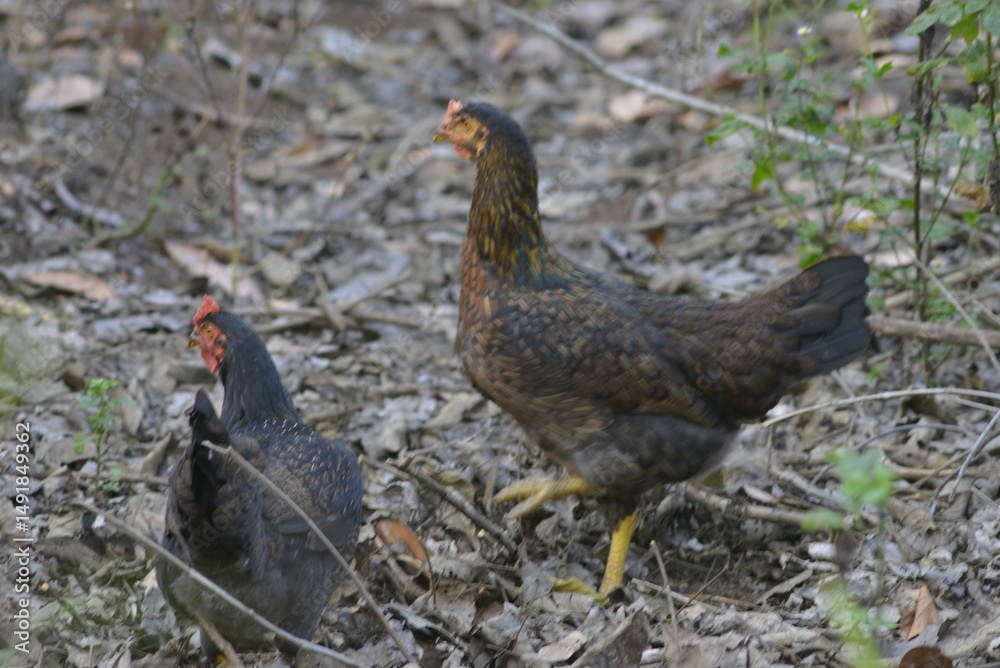 Naklejka premium pheasant in the field