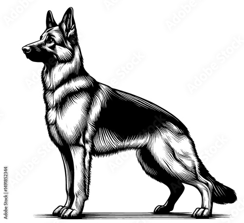 Hand drawn cute German Shepherd in full-body, vector sketch isolated on white background, SVG vector	