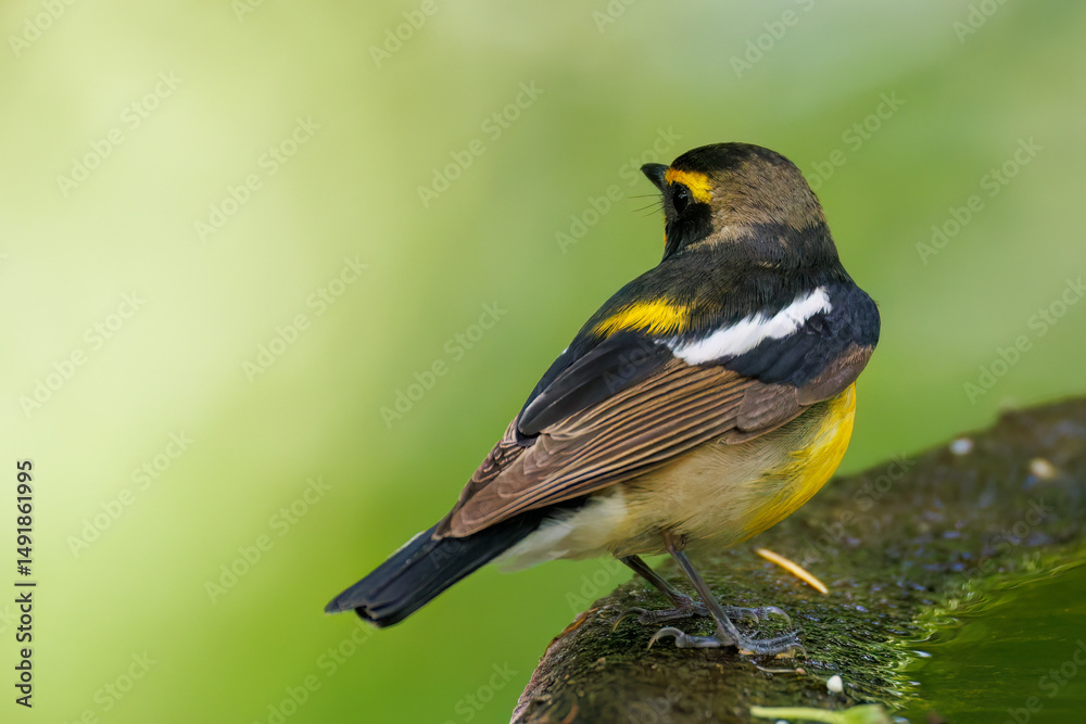 Obraz premium 泉で水浴びをする可愛いキビタキ(ヒタキ科) 英名学名:Narcissus Flycatcher (Ficedula narcissina) (family comprising the flycatchers) 秦野駅近くにある弘法山公園は、浅間山、権現山、弘法山を含む神奈川県立の自然公園。 山頂には野鳥の観察施設「バードサンクチュアリ」がある 神奈川県秦野市- 2025年