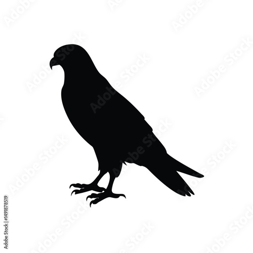 Falcon Perched Sharp Vector Silhouette