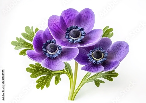 Digital illustration of purple anemones with detailed veins and blue-centered black stamens.