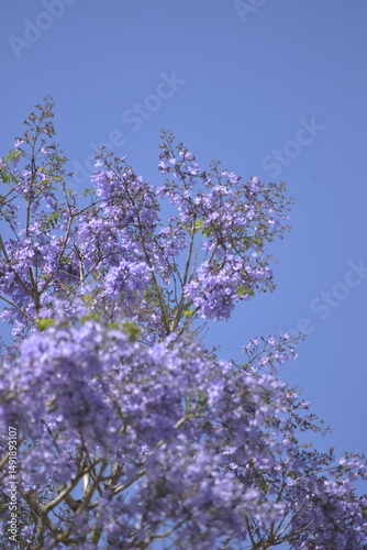 lilac flowers in the wind