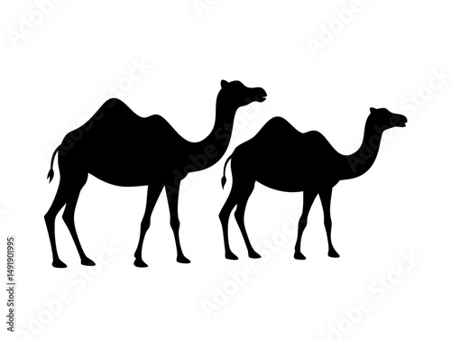 Two Dromedary Camels Standing Silhouettes
