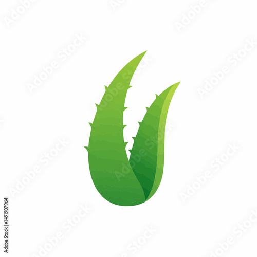 Two vibrant green succulent leaves point upwards on a clean, white background