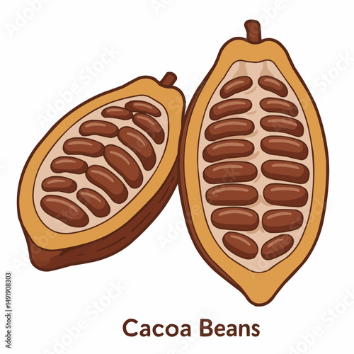 Two cocoa pods, with beans exposed, show their interior. Sweet treat illustration
