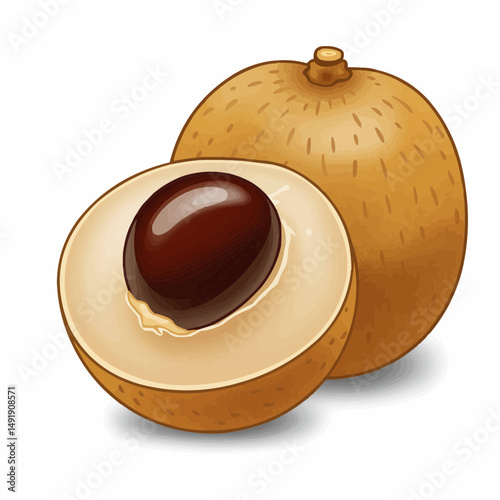 Illustrative depiction of a cross-sectioned longan showing seed & flesh