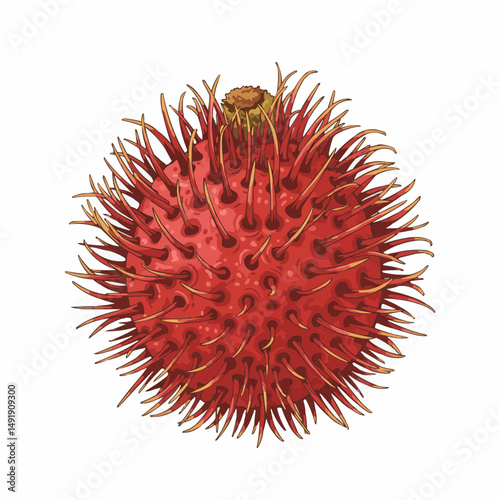Red fruit, with tendrils coming out, with a brown top, against a plain white background