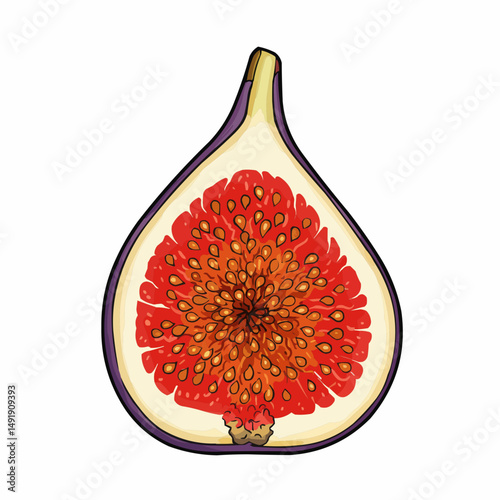 Half fig illustration, bright red seeds and purple outer layer; simple fruit vector