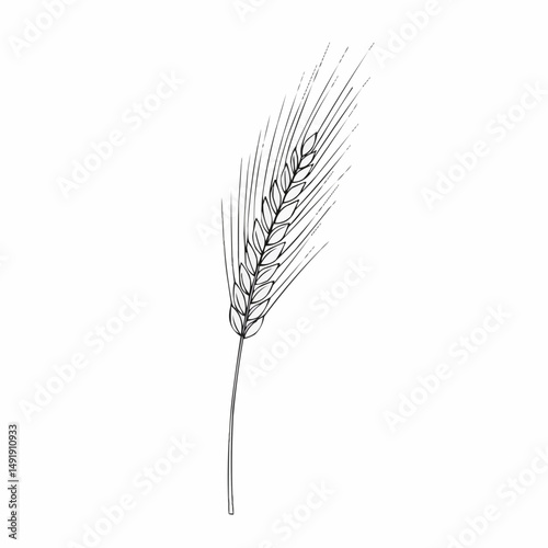 A wheat illustration, line drawing style, shows grain and stalks with white