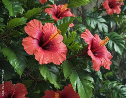 Wallpaper Mural Vibrant hibiscus blooms, lush tropical foliage ,  foliage,  tropical,  tropical flower Torontodigital.ca
