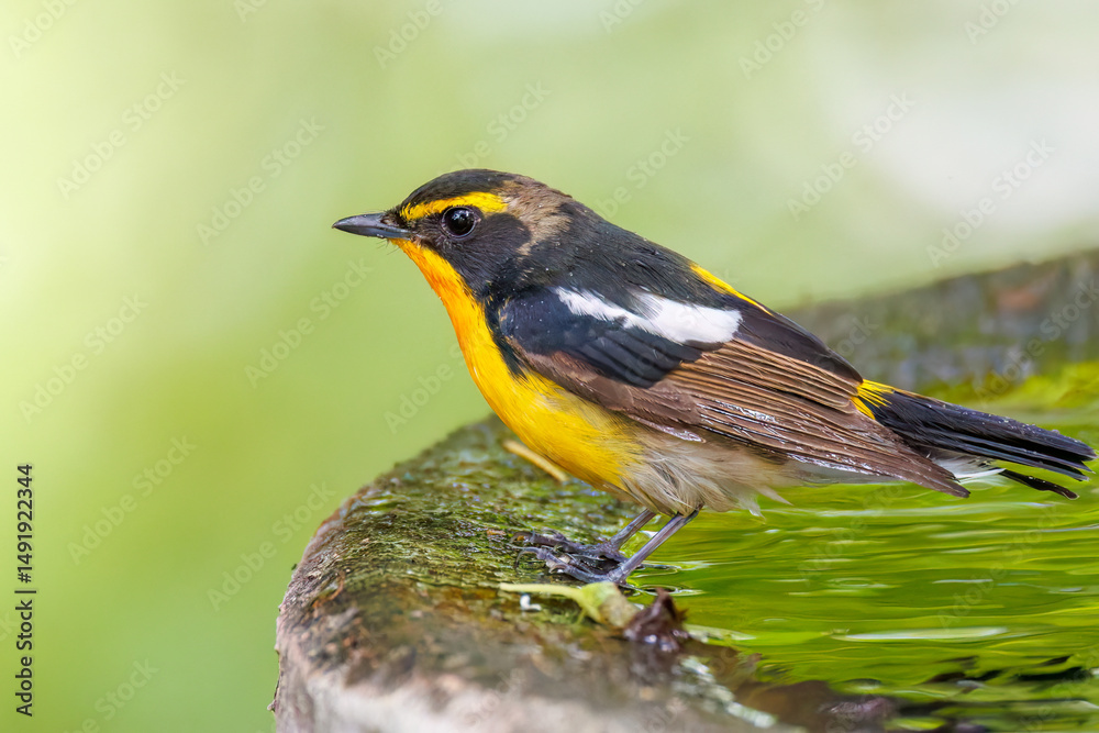 Naklejka premium 泉で水浴びをする可愛いキビタキ（ヒタキ科） 英名学名：Narcissus Flycatcher (Ficedula narcissina) (family comprising the flycatchers) 秦野駅近くにある弘法山公園は、浅間山、権現山、弘法山を含む神奈川県立の自然公園。 山頂には野鳥の観察施設「バードサンクチュアリ」がある 神奈川県秦野市- 2025年 