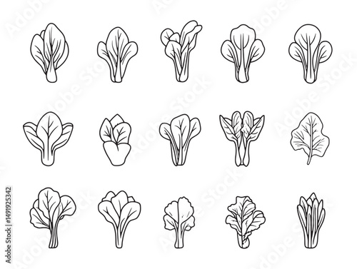 Hand Drawn Bok Choy Line Art Vector Illustration Design