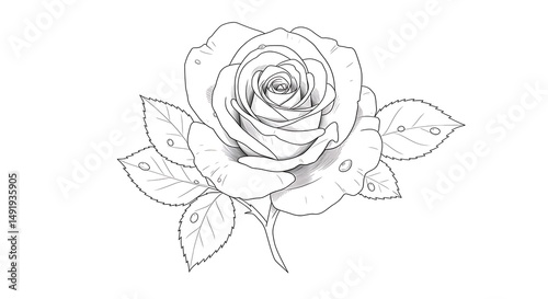 Wallpaper Mural Elegant black and white rose illustration Torontodigital.ca