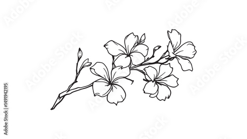 branch of frangipani flowers line art nature