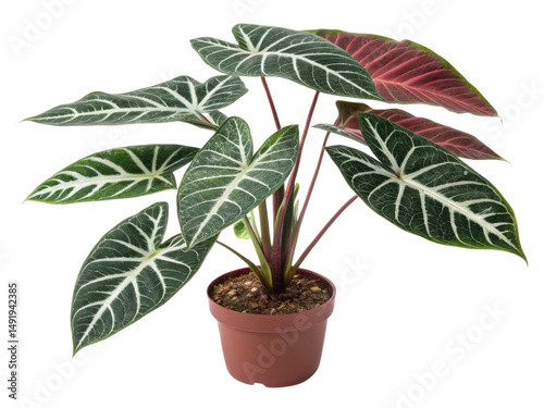 Alocasia Yucatan Princess is stunning houseplant with striking leaves that add beauty to any indoor space
